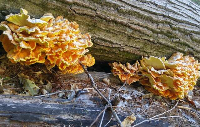 Image of Laetiporus