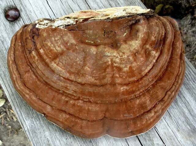 Image of Ganoderma