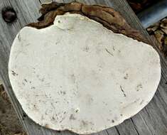 Image of Ganoderma