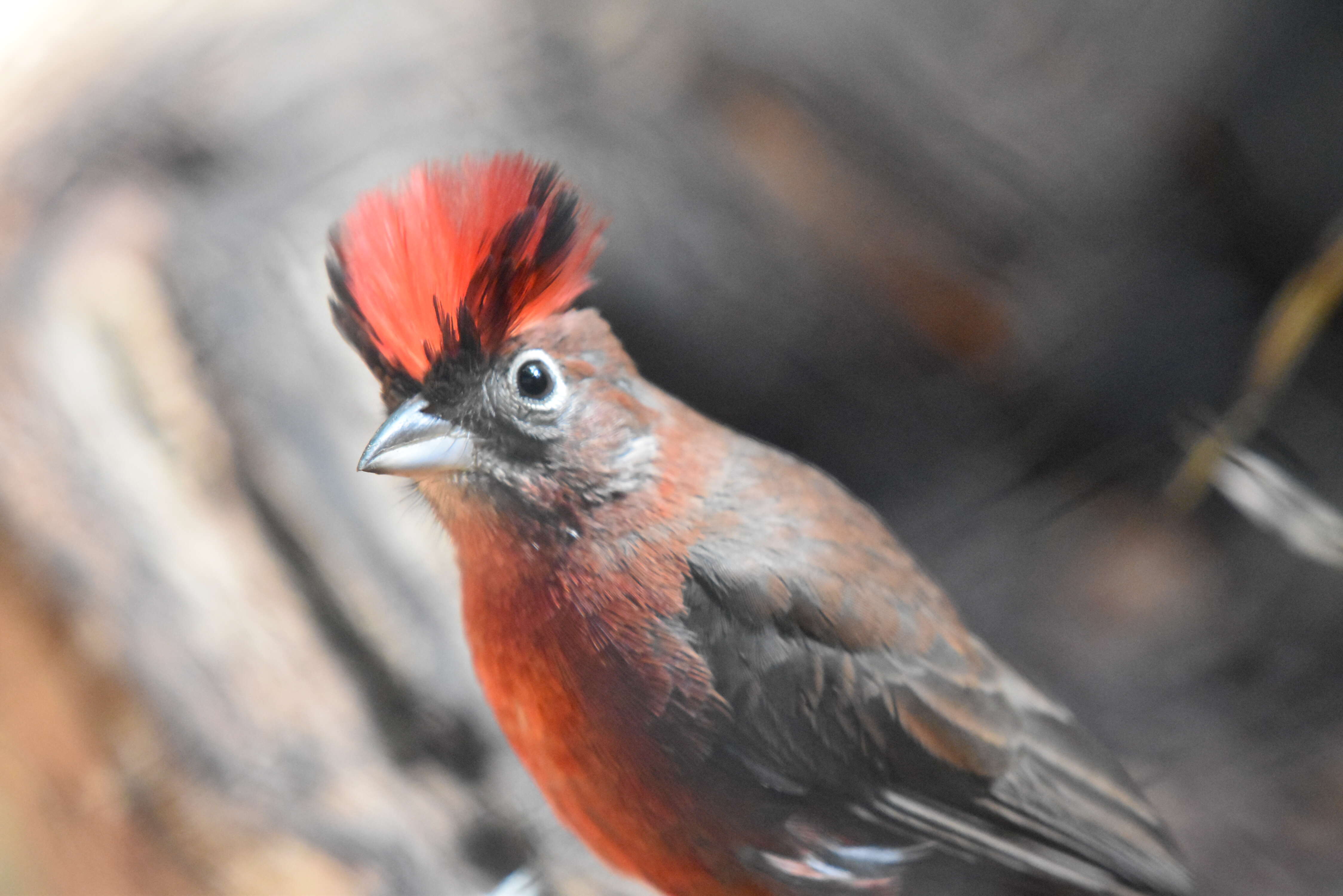 Image of Red Pileated Finch