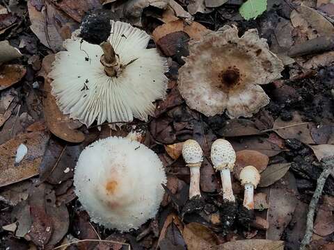 Image of Chlorophyllum