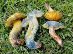 Sivun Boletus luridellus (Murrill) Murrill 1938 kuva