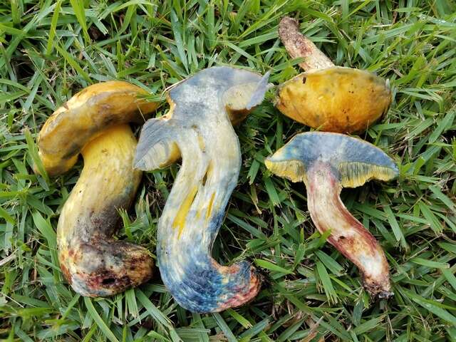 Imagem de Boletus luridellus (Murrill) Murrill 1938