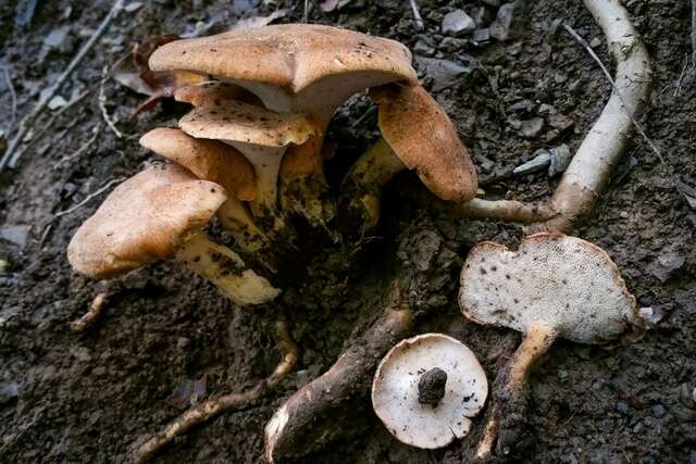 Imagem de Polyporus