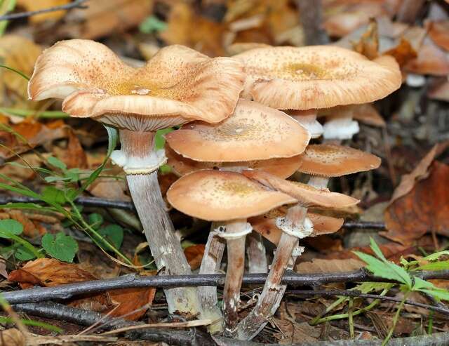 Image of Honey Fungus