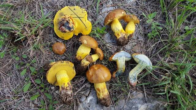 Sivun Boletus luridellus (Murrill) Murrill 1938 kuva