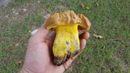 Sivun Boletus luridellus (Murrill) Murrill 1938 kuva