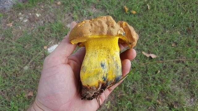 Sivun Boletus luridellus (Murrill) Murrill 1938 kuva