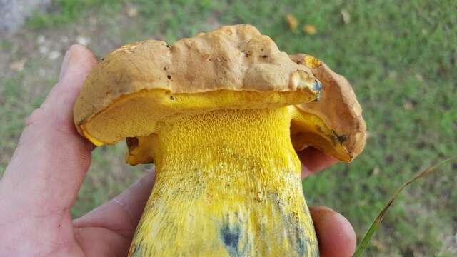 Sivun Boletus luridellus (Murrill) Murrill 1938 kuva