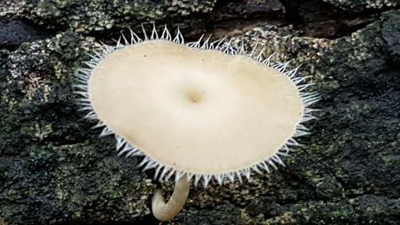 Image of Lentinus