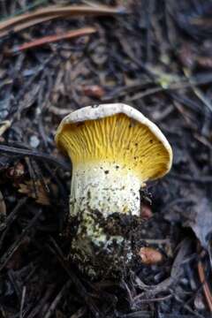 Image of Cantharellus roseocanus (Redhead, Norvell & Danell) Redhead, Norvell & Moncalvo 2012