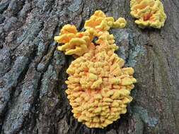 Image of Laetiporus