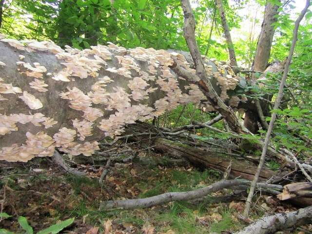 Image of Pleurotus