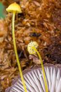 Image of Mycena oregonensis A. H. Sm. 1936