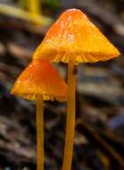 Sivun Mycena strobilinoidea Peck 1893 kuva