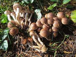 Image of Pholiota