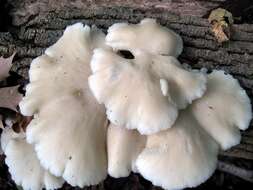 Image of Pleurotus