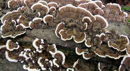 Image of Trametes