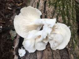 Image of Pleurotus