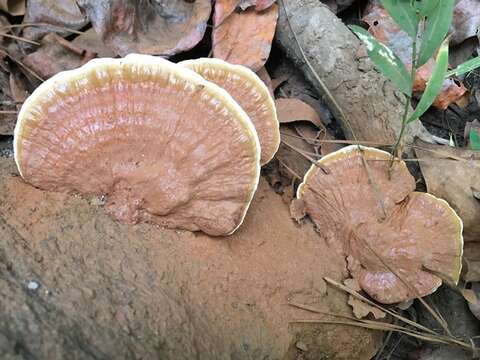 Image of Ganoderma sessile Murrill 1902