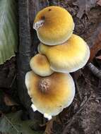 Image of Honey Fungus