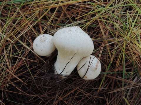 Imagem de Lycoperdon