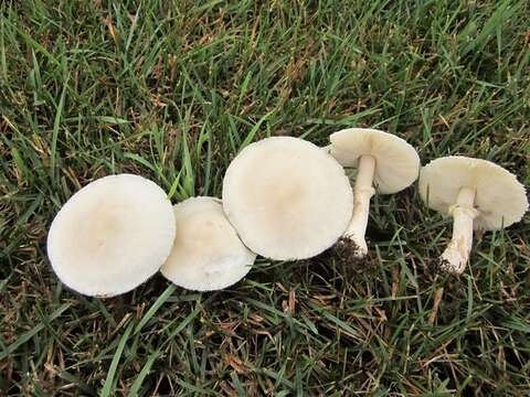 Image of Leucoagaricus