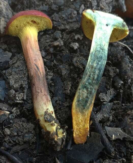 Image of Hortiboletus