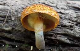 Imagem de Gymnopilus fulvosquamulosus Hesler 1969