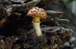 Imagem de Gymnopilus fulvosquamulosus Hesler 1969