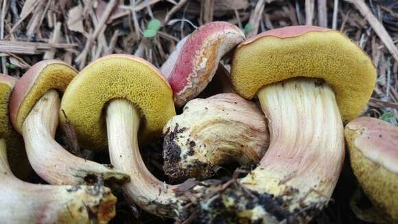 Hortiboletus resmi