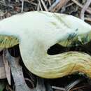 Image of Hortiboletus campestris (A. H. Sm. & Thiers) Biketova & Wasser 2015