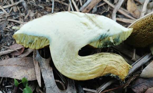 Imagem de Hortiboletus