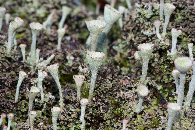 Image of Gray's cup lichen