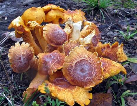 Image of Omphalotus