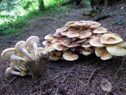 Image of Honey Fungus