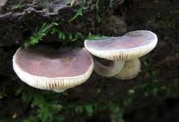 Image of Agrocybe firma (Peck) Singer 1940