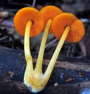 Image of Mycena leaiana (Berk.) Sacc. 1891