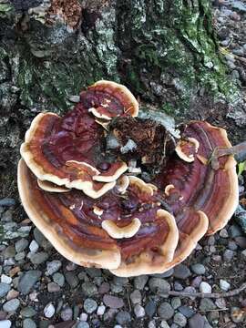 Image of Ganoderma sessile Murrill 1902