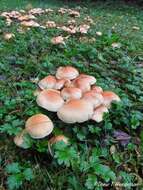 Image of Hypholoma