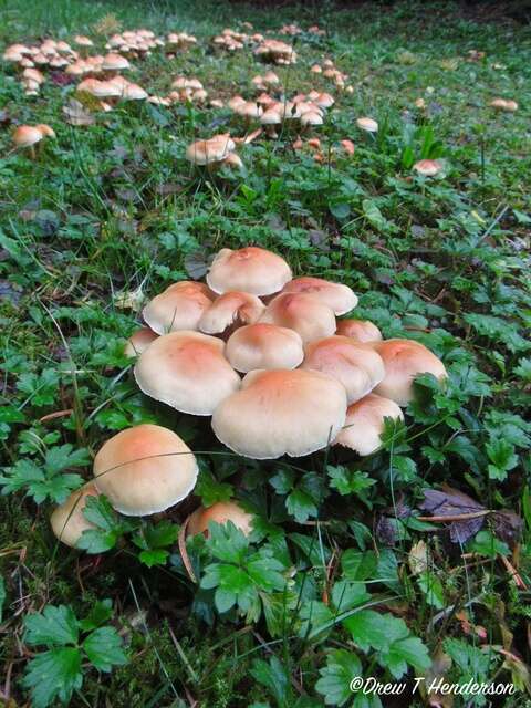 Imagem de Hypholoma