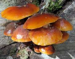 Plancia ëd Flammulina