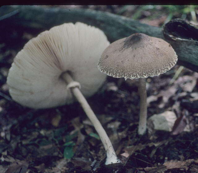 Image of Macrolepiota prominens (Sacc.) M. M. Moser 1967