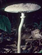 Слика од Macrolepiota prominens (Sacc.) M. M. Moser 1967