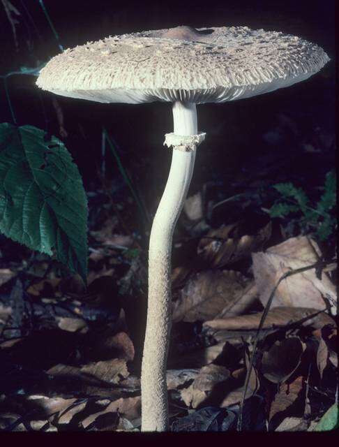 Image of Macrolepiota prominens (Sacc.) M. M. Moser 1967