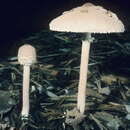 Imagem de Macrolepiota prominens (Sacc.) M. M. Moser 1967