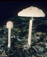 Слика од Macrolepiota prominens (Sacc.) M. M. Moser 1967