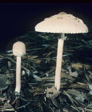 Imagem de Macrolepiota prominens (Sacc.) M. M. Moser 1967