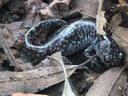 Plancia ëd Ambystoma mabeei Bishop 1928