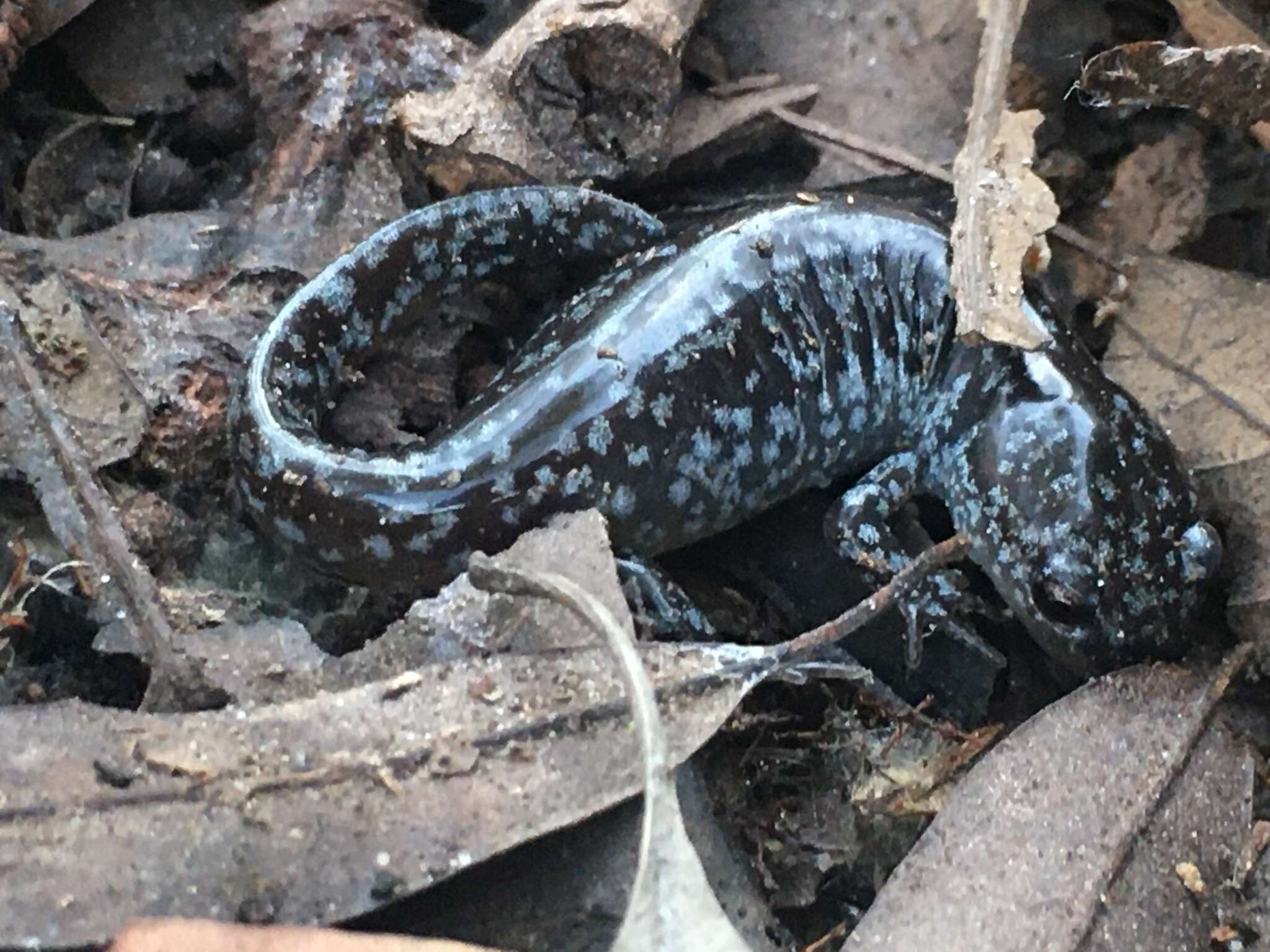 Image of Mabee's Salamander